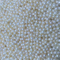 Fake Pearl Button High Quality Natural Button